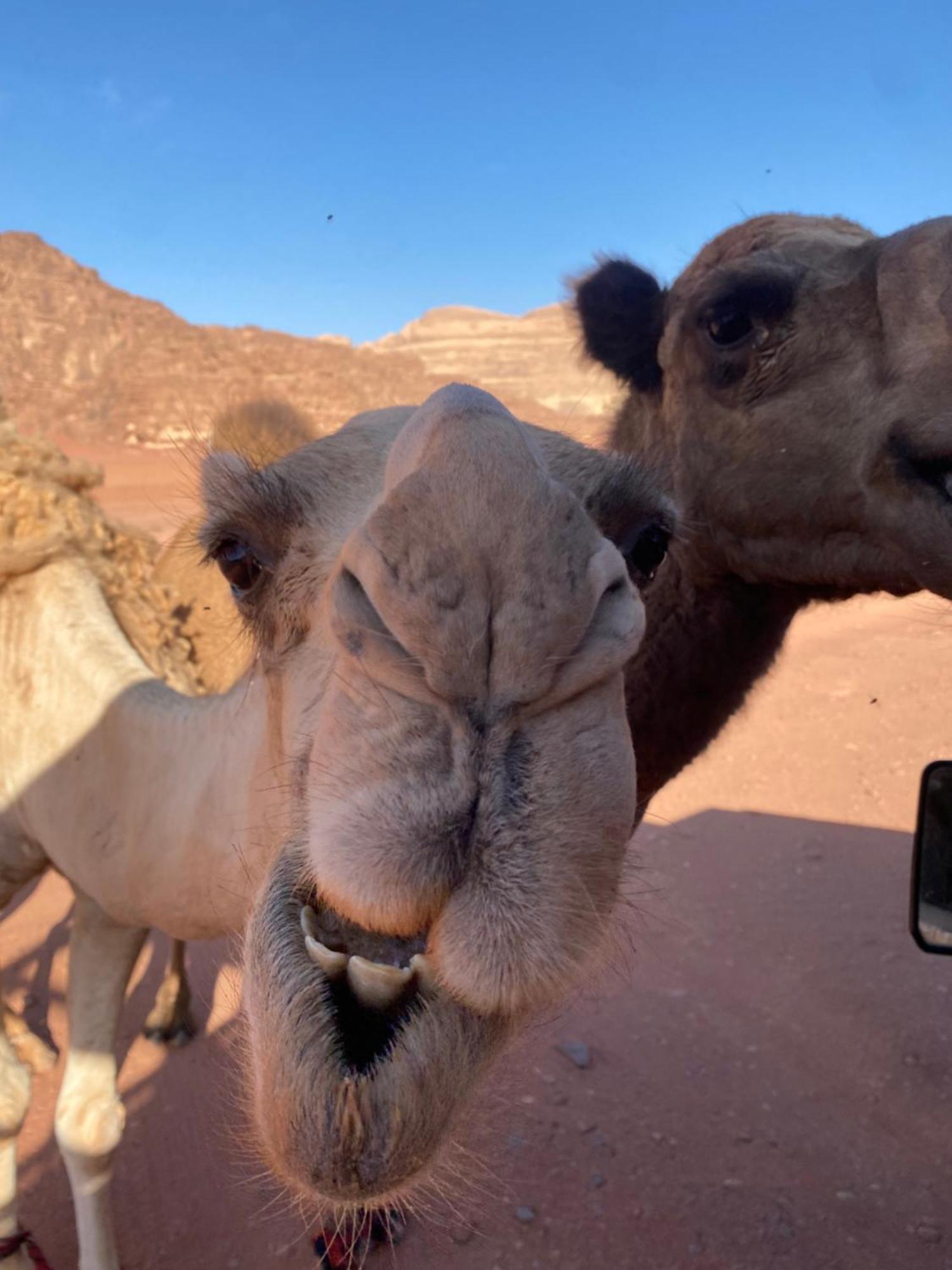 Wadi Rum Desert Heart Camp Exteriér fotografie