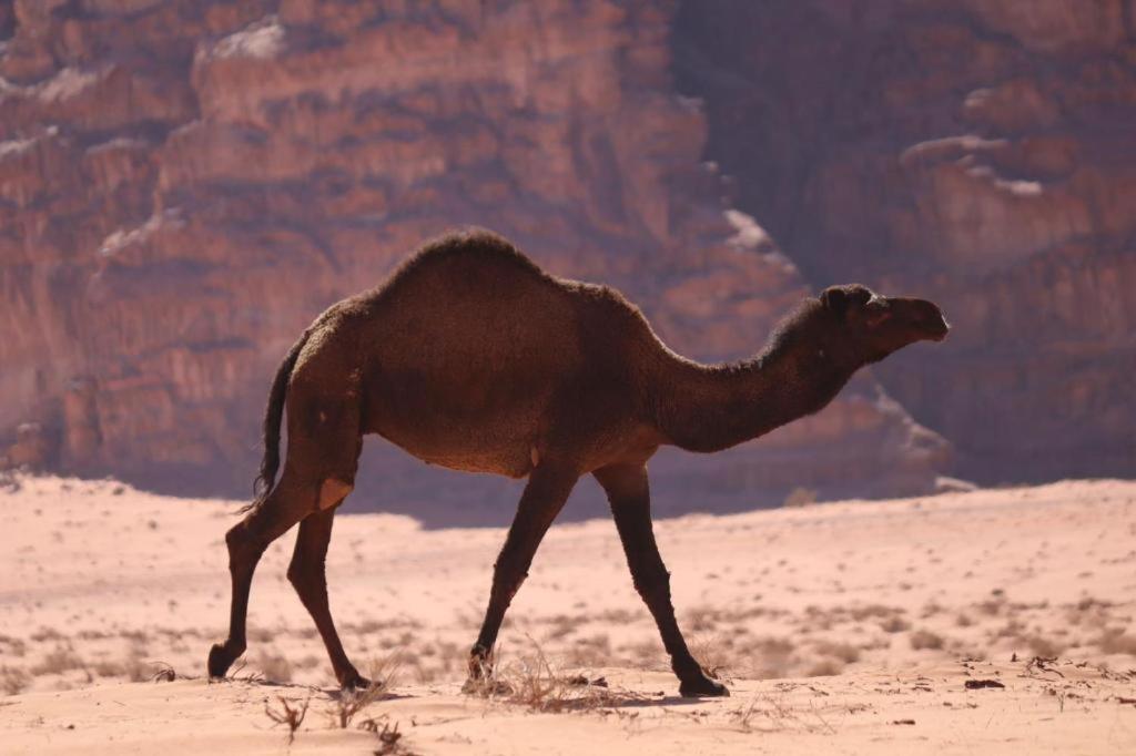 Wadi Rum Desert Heart Camp Exteriér fotografie